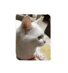 ちーちゃん(=^x^=)（個別スタンプ：19）