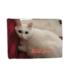 ちーちゃん(=^x^=)（個別スタンプ：20）