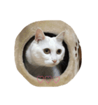 ちーちゃん(=^x^=)（個別スタンプ：21）