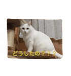 ちーちゃん(=^x^=)（個別スタンプ：23）