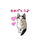 ハク・マル・みにゃ・ちゃた・のの（個別スタンプ：7）