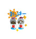 河瀬家にゃんこ  summer（個別スタンプ：1）