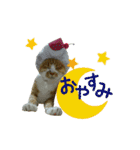 河瀬家にゃんこ  summer（個別スタンプ：2）
