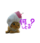 河瀬家にゃんこ  summer（個別スタンプ：3）