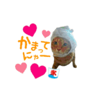 河瀬家にゃんこ  summer（個別スタンプ：5）