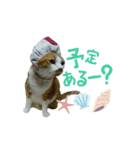 河瀬家にゃんこ  summer（個別スタンプ：6）
