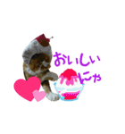 河瀬家にゃんこ  summer（個別スタンプ：16）