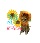 河瀬家にゃんこ  summer（個別スタンプ：17）