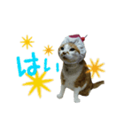 河瀬家にゃんこ  summer（個別スタンプ：19）
