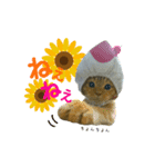 河瀬家にゃんこ  summer（個別スタンプ：23）