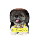 夜の世界で生きる犬、ヴーヴの日常③（個別スタンプ：2）