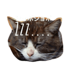 NICOとNorataのスタンプ（個別スタンプ：7）