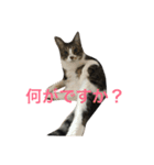 ねこやしき①（個別スタンプ：1）