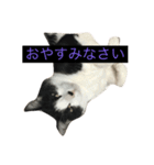 ねこやしき①（個別スタンプ：3）