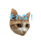 ねこやしき①（個別スタンプ：5）
