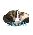 ねこやしき①（個別スタンプ：6）