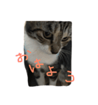 ねこやしき①（個別スタンプ：7）