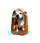 ラン爺（個別スタンプ：4）