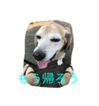 ラン爺（個別スタンプ：7）