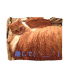 もふもふきんとき（個別スタンプ：7）