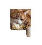 もふもふきんとき（個別スタンプ：10）