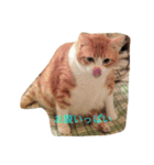 もふもふきんとき（個別スタンプ：11）