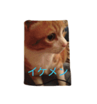 もふもふきんとき（個別スタンプ：15）