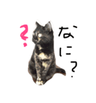 日常会話まろにゃん（個別スタンプ：1）