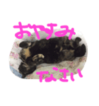 日常会話まろにゃん（個別スタンプ：2）
