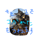 日常会話まろにゃん（個別スタンプ：4）