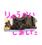 日常会話まろにゃん（個別スタンプ：8）