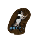 ボストンテリアのつぶやき（個別スタンプ：5）