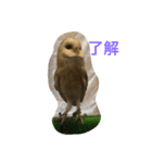 つぶやきフクロウ（個別スタンプ：1）
