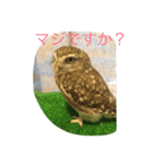 つぶやきフクロウ（個別スタンプ：2）