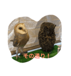 つぶやきフクロウ（個別スタンプ：3）
