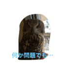 つぶやきフクロウ（個別スタンプ：4）
