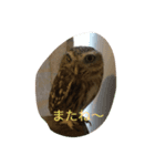 つぶやきフクロウ（個別スタンプ：5）