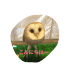 つぶやきフクロウ（個別スタンプ：6）