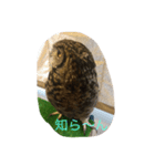 つぶやきフクロウ（個別スタンプ：7）