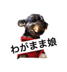 ヨークシャテリアのココア（個別スタンプ：5）
