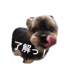 ヨークシャテリアのココア（個別スタンプ：7）