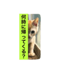 チビしゅんすけ（個別スタンプ：6）