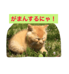 チビしゅんすけ（個別スタンプ：8）