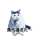 わんこにゃんこ（個別スタンプ：1）