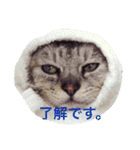 わんこにゃんこ（個別スタンプ：3）