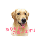 わんこにゃんこ（個別スタンプ：4）