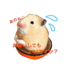 わんこにゃんこ（個別スタンプ：5）