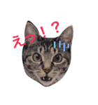 わんこにゃんこ（個別スタンプ：6）