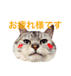 わんこにゃんこ（個別スタンプ：12）