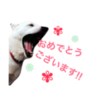 わんこにゃんこ（個別スタンプ：19）